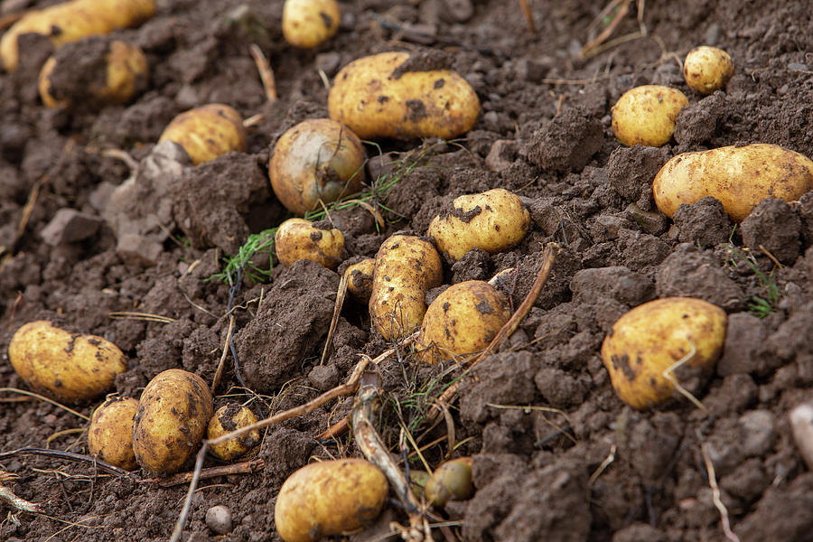 Potato Harvest #1 Photograph by Lydie Besancon