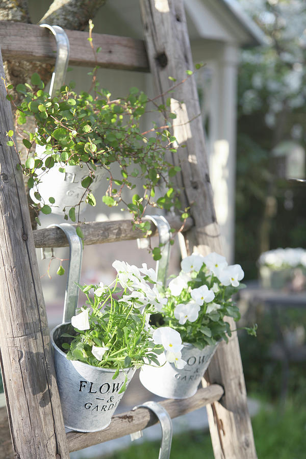 Pots Of Horned Violets And Pohuehue Hung On Wooden Ladders #1 Photograph by Sonja Zelano