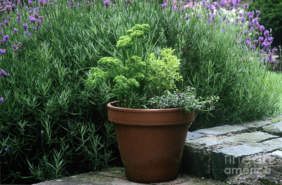 Potted Herbs #1 Photograph by Joseph Malcolm Smith/science Photo Library