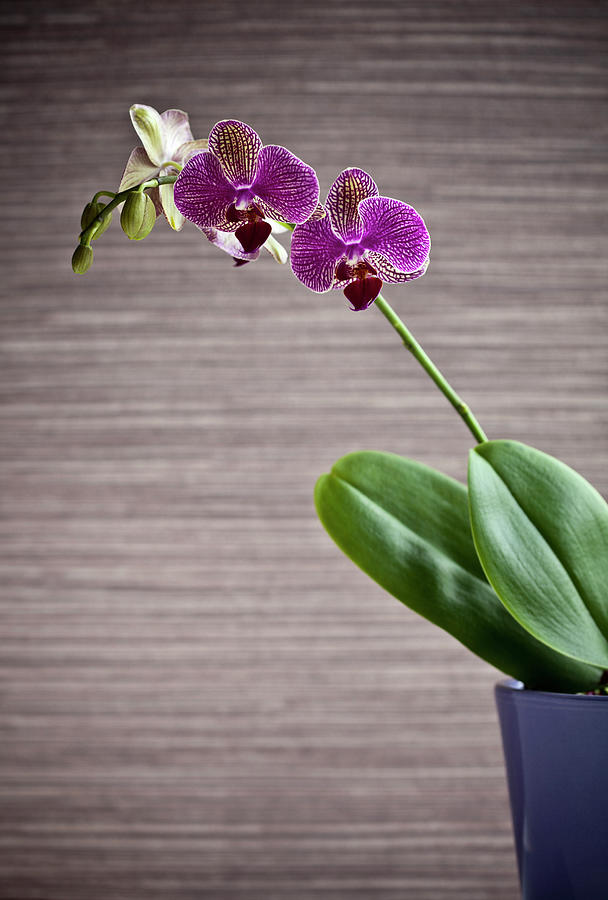 Potted Orchid Flower Indoors #1 Photograph by Walter Zerla