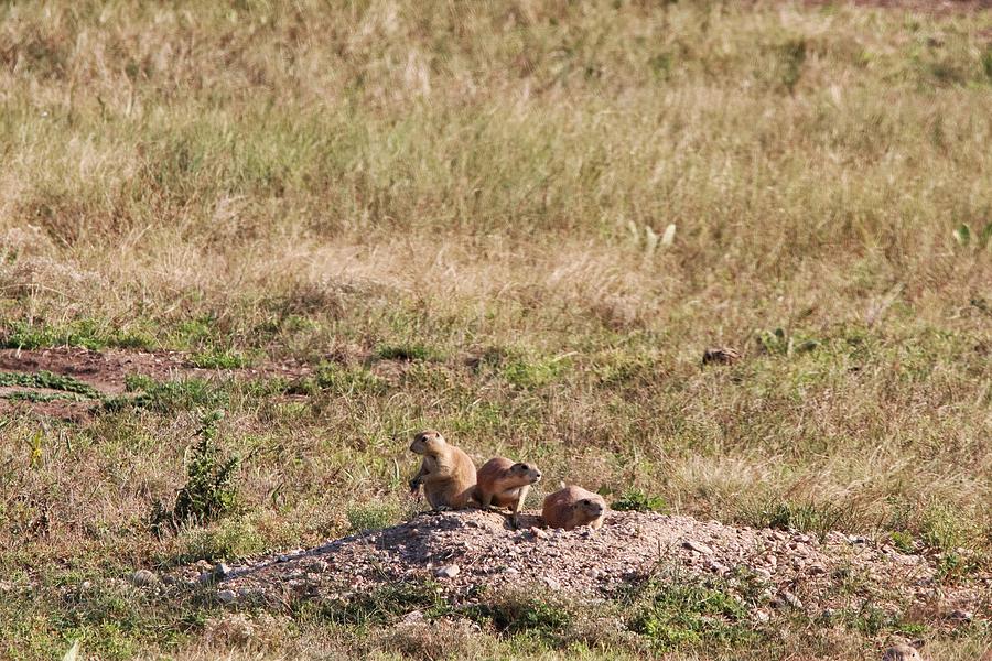 Prairie Dogs at Custer State Park #1 Photograph by Susan Jensen