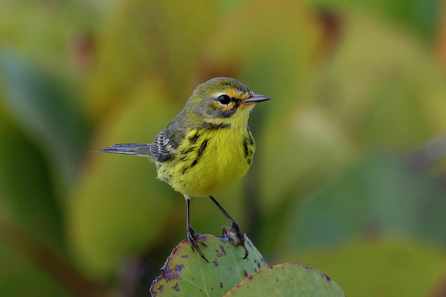 Prairie Warbler by Thomas Kallmeyer Prairie Warbler by Thomas Kallmeyer