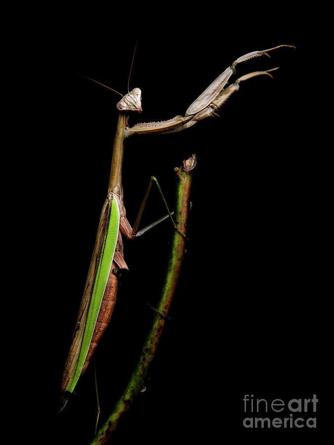 Praying Mantis #1 Photograph by Diane Diederich