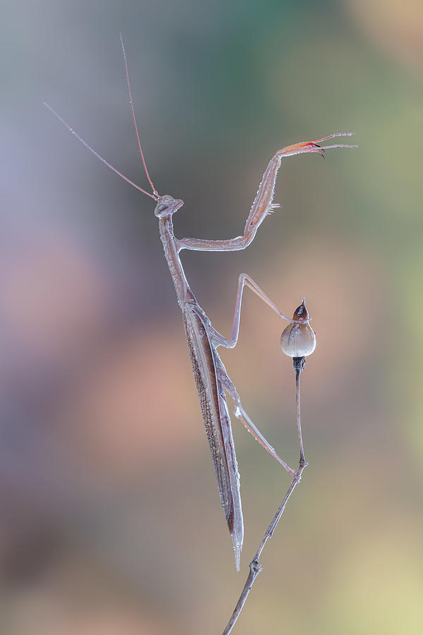 Nature Photograph - Praying Mantis #1 by Massimo Tamajo