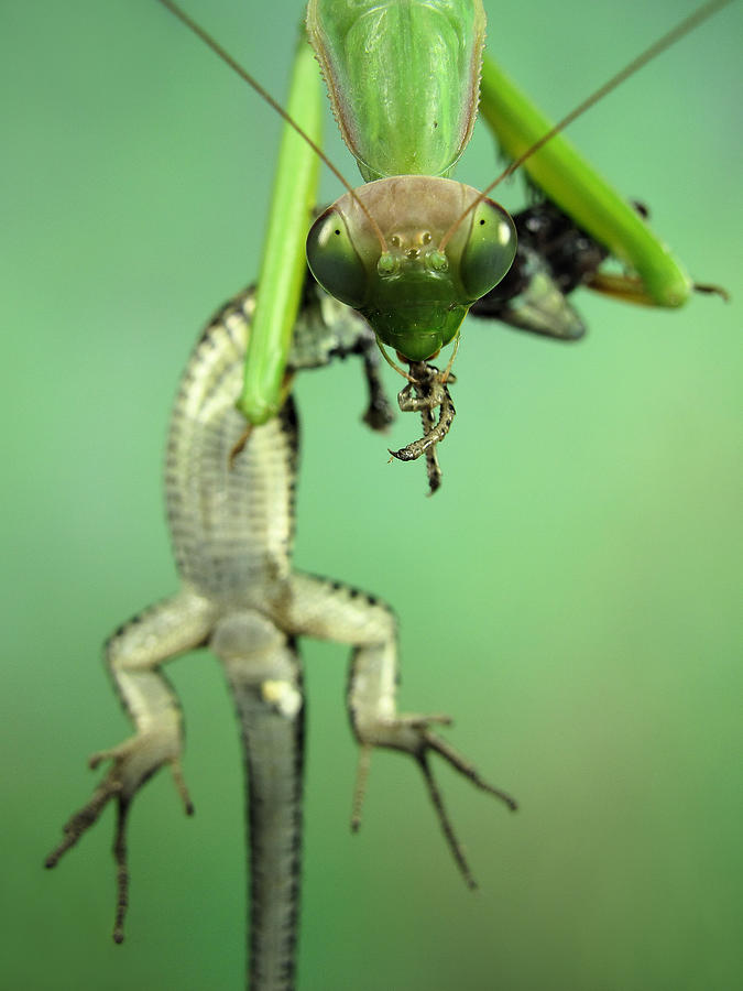 Grasshopper Photograph - Predator #1 by Jimmy Hoffman