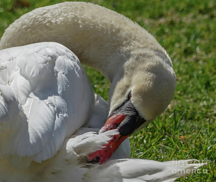 Preening Swan #1 Photograph by Cathy Donohoue