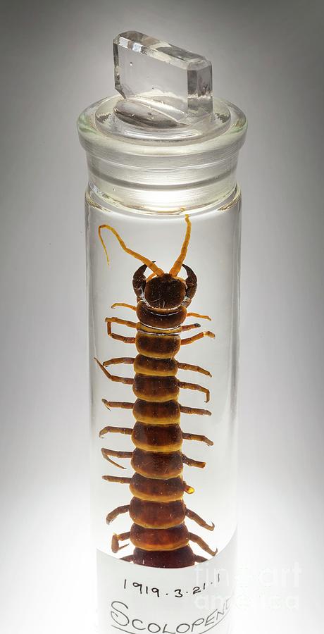 Preserved Amazonian Giant Centipede #1 Photograph by Natural History Museum, London/science Photo Library