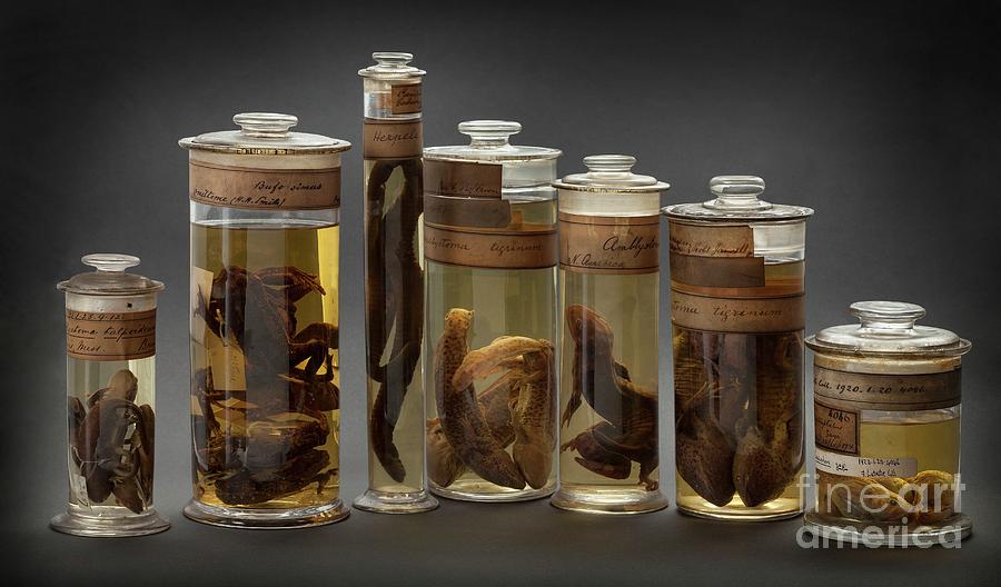 Preserved Amphibian Specimens Photograph by Natural History Museum,  London/science Photo Library - Pixels