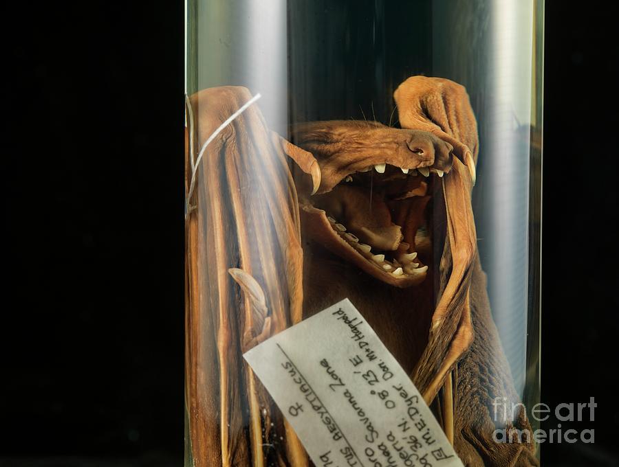 Preserved Egyptian Fruit Bat #1 Photograph by Natural History Museum, London/science Photo Library