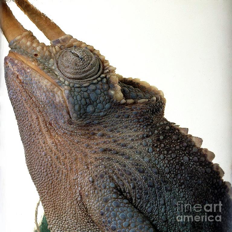 Preserved Jacksons Chameleon #1 Photograph by Natural History Museum, London/science Photo Library
