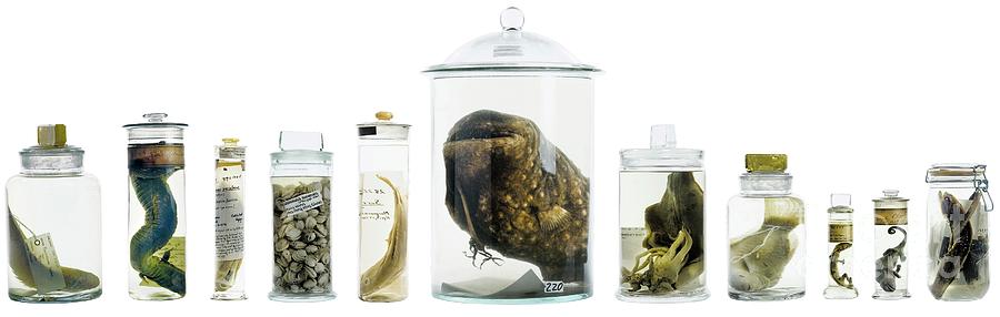 Preserved Museum Specimens #1 Photograph by Natural History Museum, London/science Photo Library