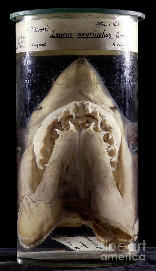 Preserved Shortfin Mako Shark Head #1 Photograph by Natural History Museum, London/science Photo Library