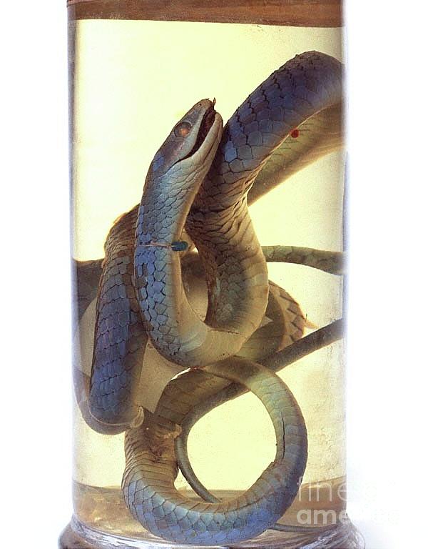 Preserved Western Green Snake #1 Photograph by Natural History Museum, London/science Photo Library