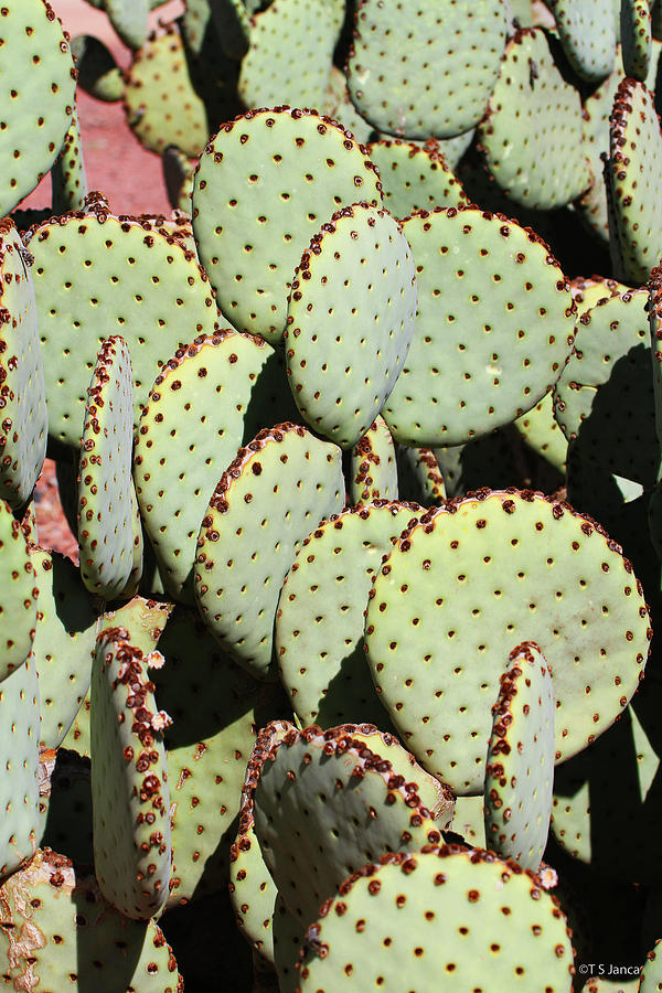 Prickly Pear Cactus  #1 Digital Art by Tom Janca
