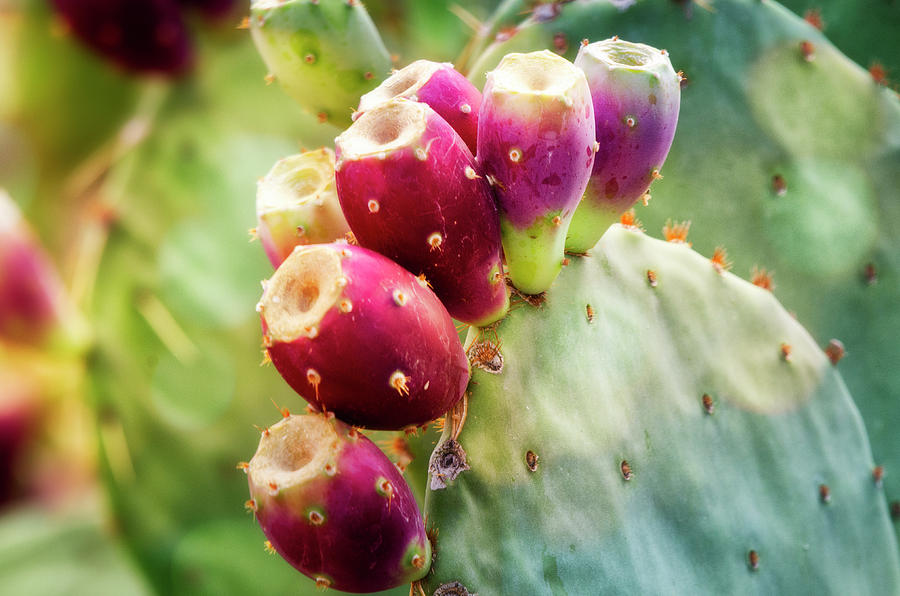 Prickly Pear In Fruit  #1 Photograph by Saija Lehtonen