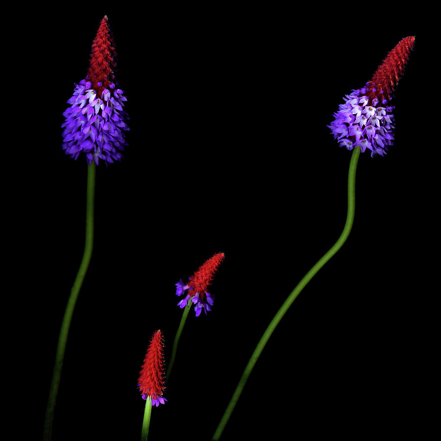 Primula Vialii Photograph by Photograph By Magda Indigo Primula Vialii Photograph by Photograph By Magda Indigo