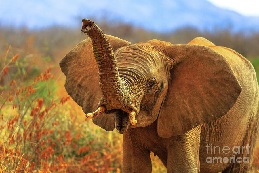 Proboscis of African Elephant #1 Photograph by Benny Marty
