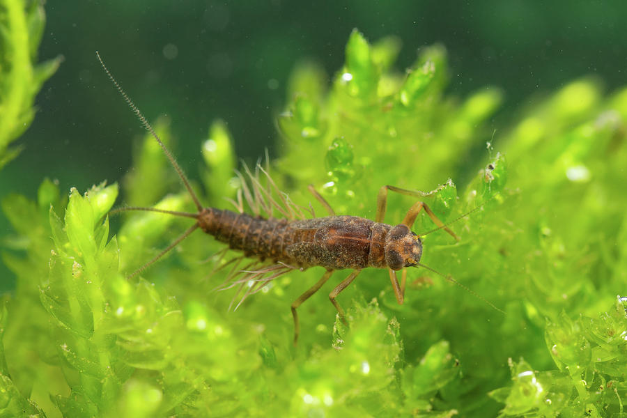 Prong-gilled Mayfly Nymph, Europe, April, Controlled #1 Photograph by ...