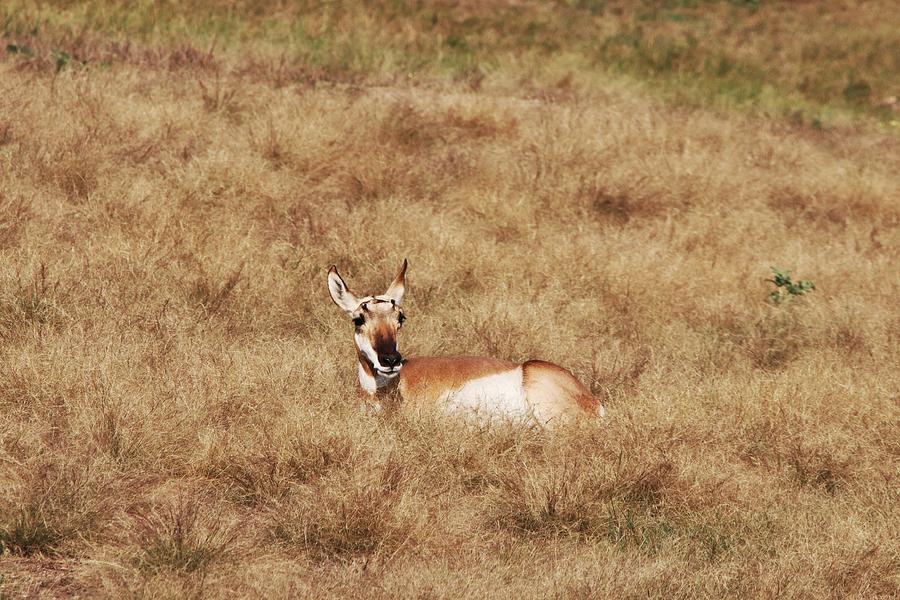 Pronghorn Antelope at Custer State Park #1 Photograph by Susan Jensen