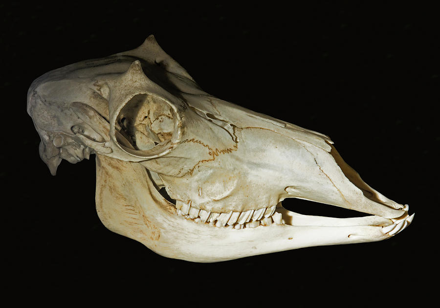 Pronghorn Antelope Skull #1 Photograph by Millard H. Sharp