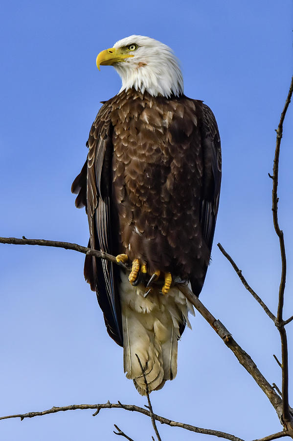 Proud Eagle Photograph by Dwight Eddington - Fine Art America