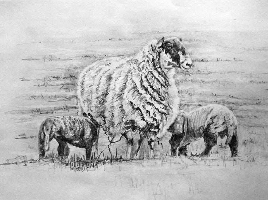 Lambs Drawing - Proud Ewe by Helen White Lambs Drawing - Proud Ewe by Helen White
