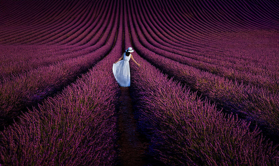 Landscape Photograph - Provence Ultra Purple #1 by Kenneth Zeng