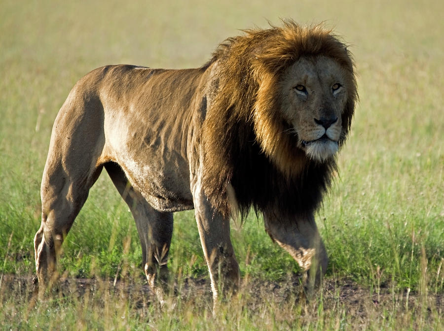 Prowling Lion #1 Photograph by Wldavies