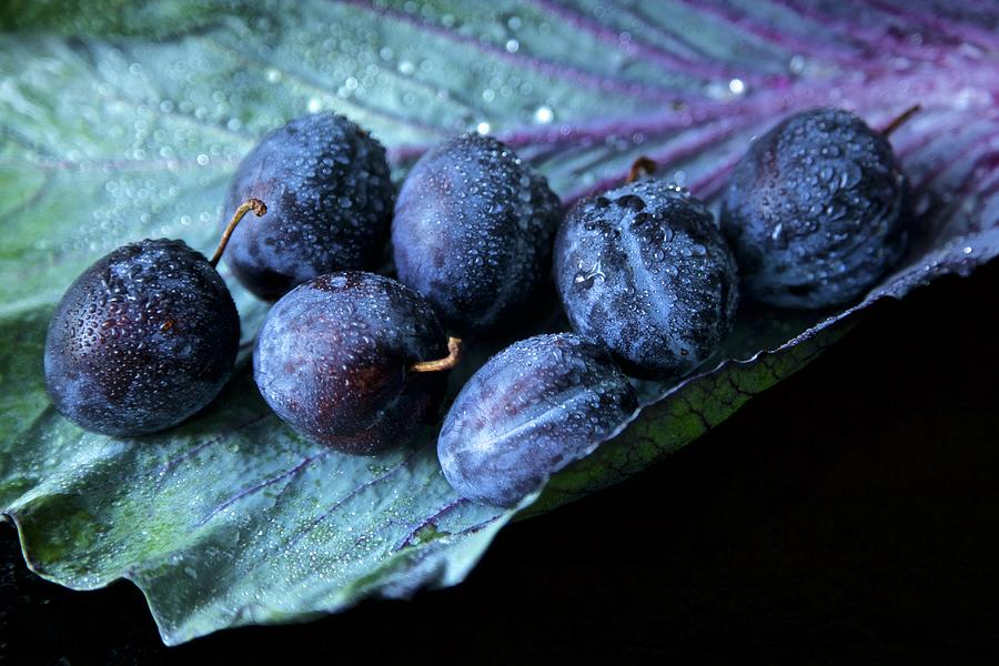 prunus Domestica, Garden Plum, On A Red Cabbage Leaf With Water Droplets #1 Photograph by Andre Baranowski
