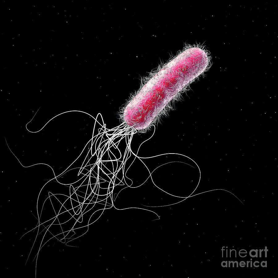 Pseudomonas Aeruginosa Bacterium Photograph By Christoph Burgstedt Science Photo Library