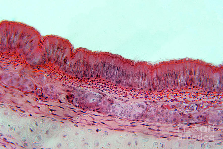 Pseudostratified Epithelium Photograph By Choksawatdikorn Science Photo Library Pixels 4831