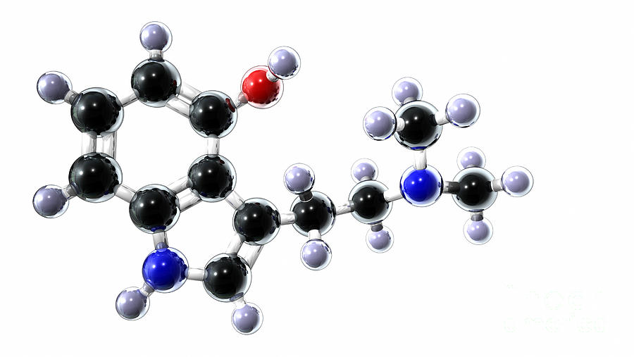 Psilocin Molecule #1 by Animate4.com/science Photo Library