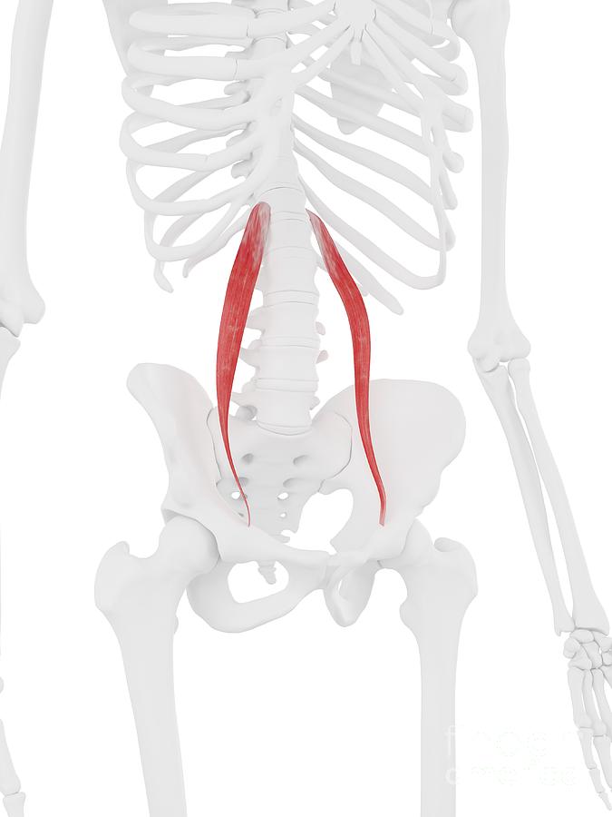 Psoas Minor Muscle Photograph by Sebastian Kaulitzki/science Photo ...