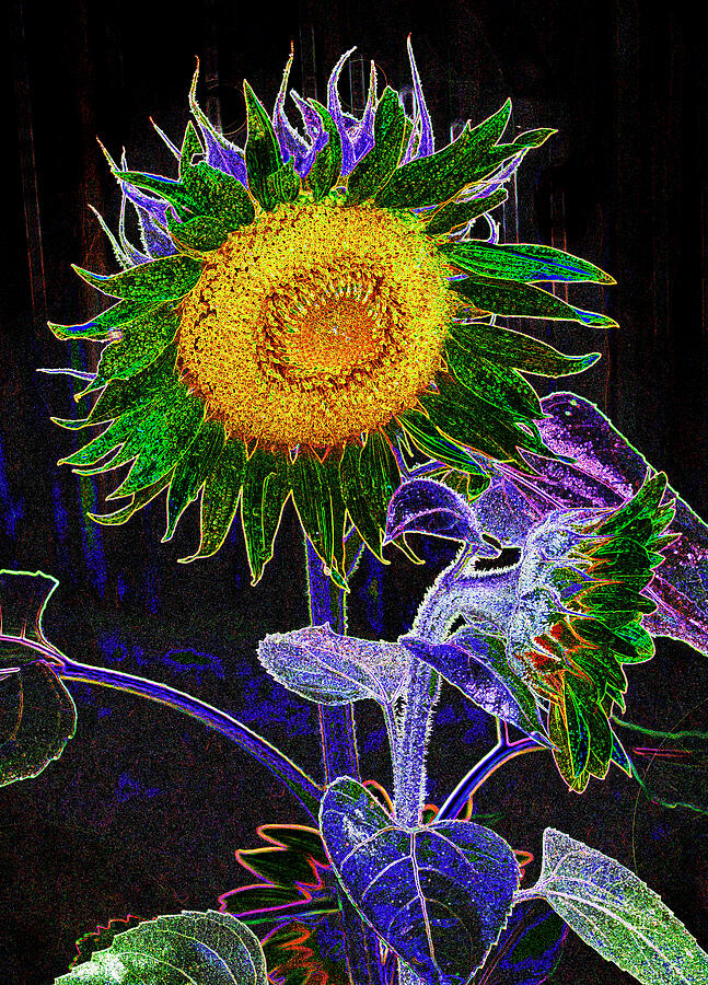 Psychedelic Sunflower - 0015 Photograph by Paul W Faust - Impressions of Light