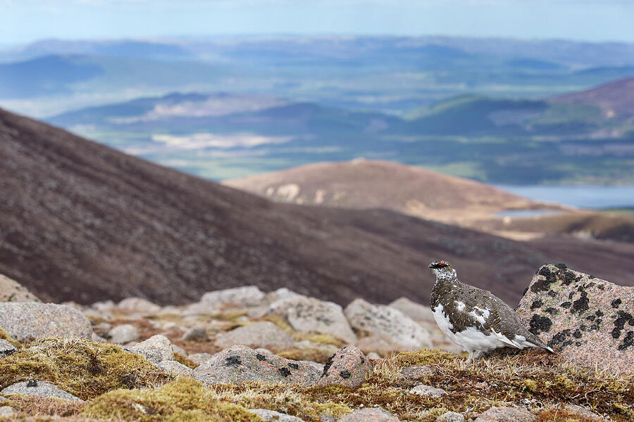 Ptarmigan Male In Breeding Plumage In Upland Habitat #1 Photograph by ...