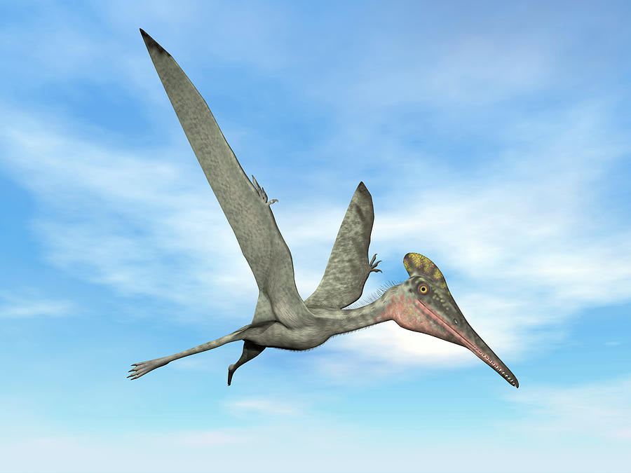 Pterodactylus Prehistoric Bird Flying #1 Photograph by Elena Duvernay