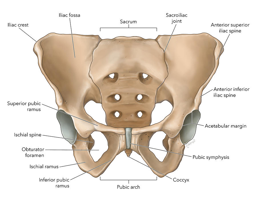 Pelvis, Labeled Illustration Photograph by Studio Hromi LLC Fine Art