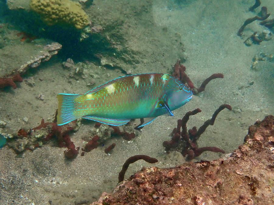 Puddingwife Wrasse Photograph by Annette Kirchgessner | Pixels