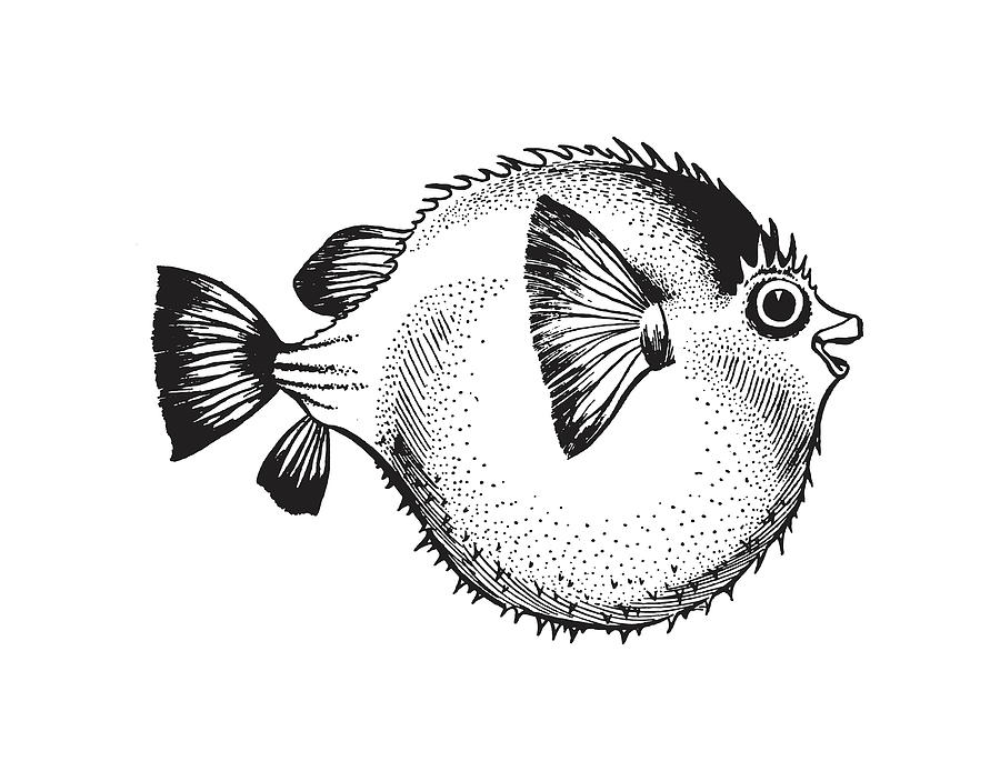 puffer fish drawing
