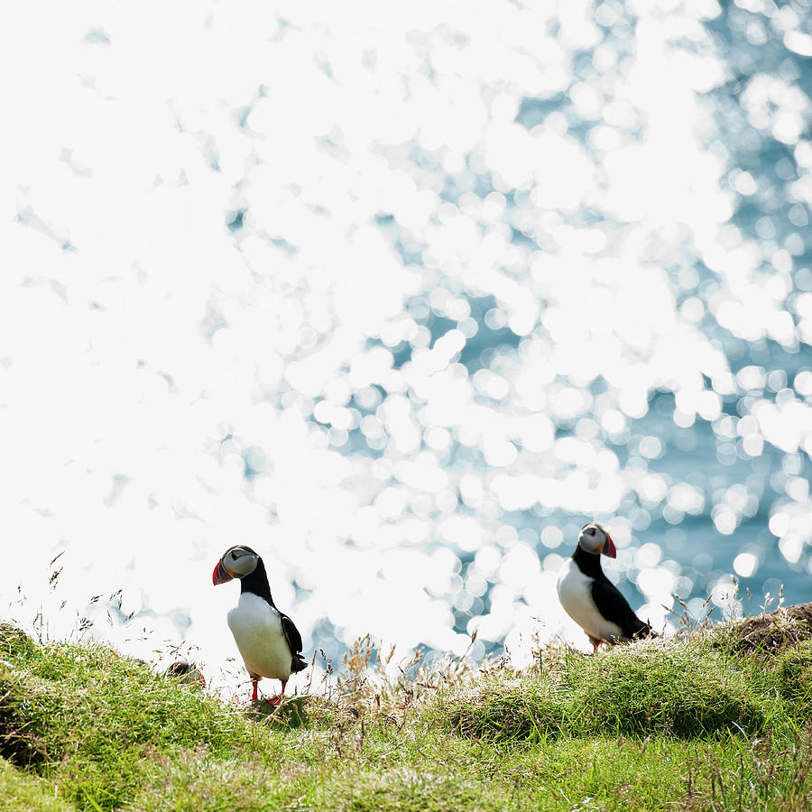 Puffin And Sea #1 Photograph by Roine Magnusson