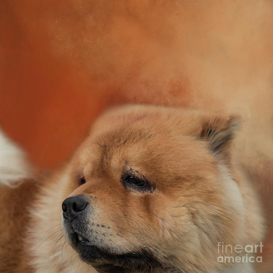 Puffy-Lion Dog 2 Photograph by Eva Lechner