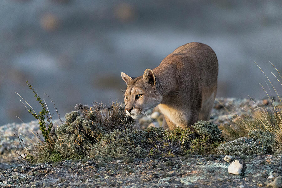 Puma In High Altitude Habitat Of Torres Del Paine National #1 ...