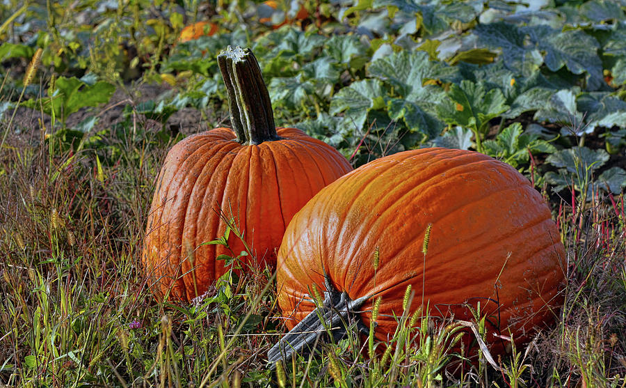Pumpkin Photograph - Pumpkin Patch #2 by Pat Cook