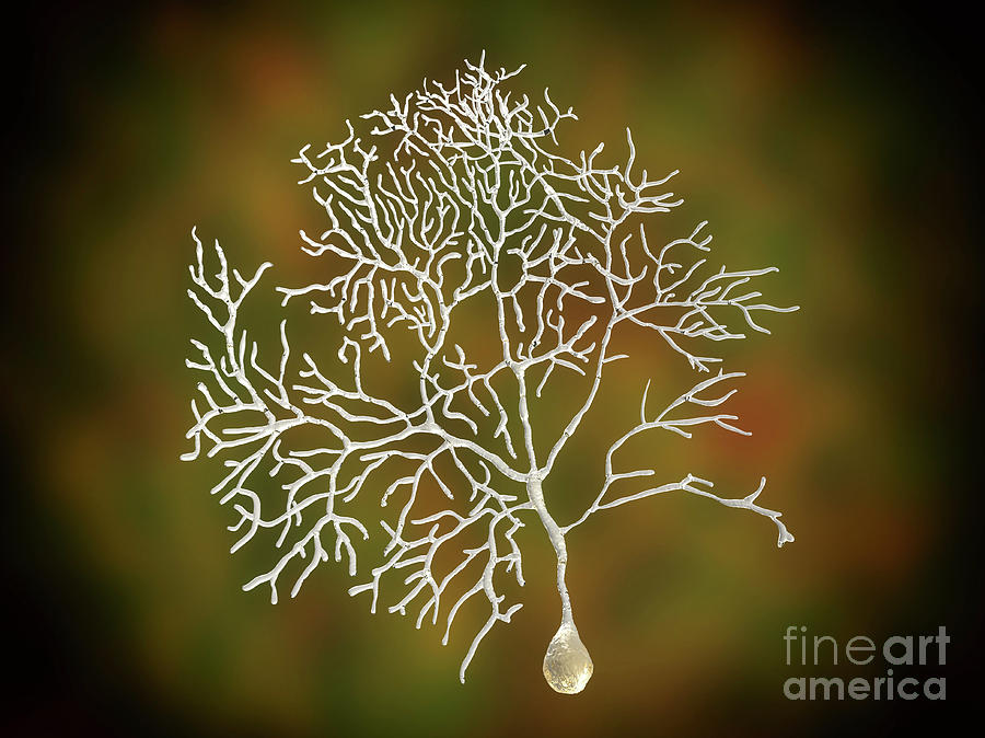Artwork Photograph - Purkinje Nerve Cell Of The Cerebellum by Kateryna Kon/science Photo Library Artwork Photograph - Purkinje Nerve Cell Of The Cerebellum by Kateryna Kon/science Photo Library