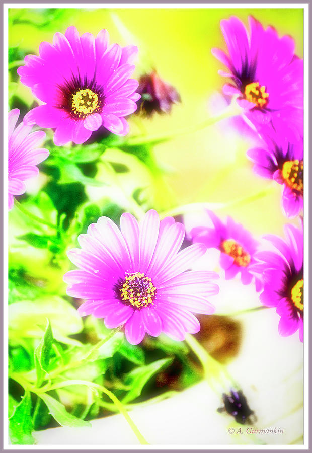 Purple Aster Flowers #1 Digital Art by A Macarthur Gurmankin
