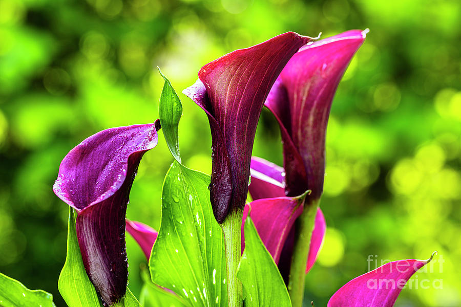 Purple Calla Lily Flower Photograph by Raul Rodriguez