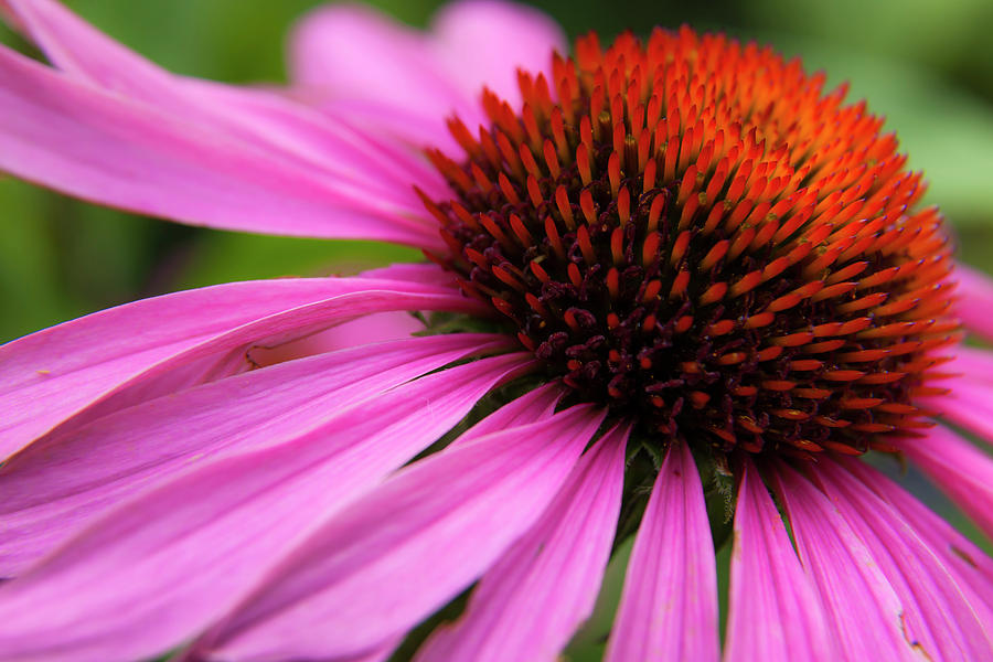 Purple Coneflower #1 Photograph by Mark Mille
