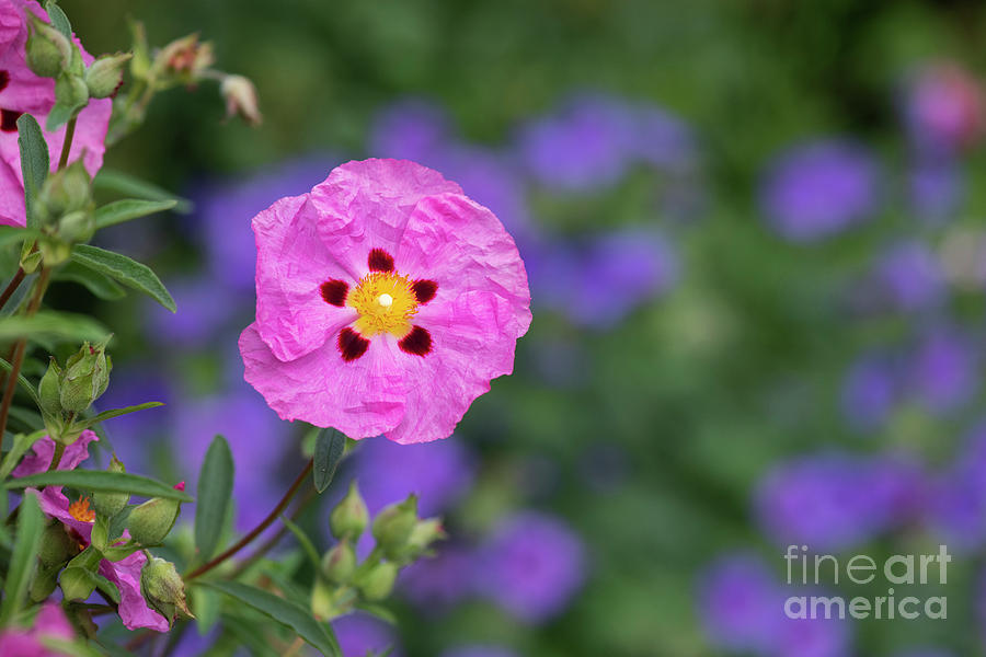 Purple Flowered Rock Rose #1 Photograph by Tim Gainey