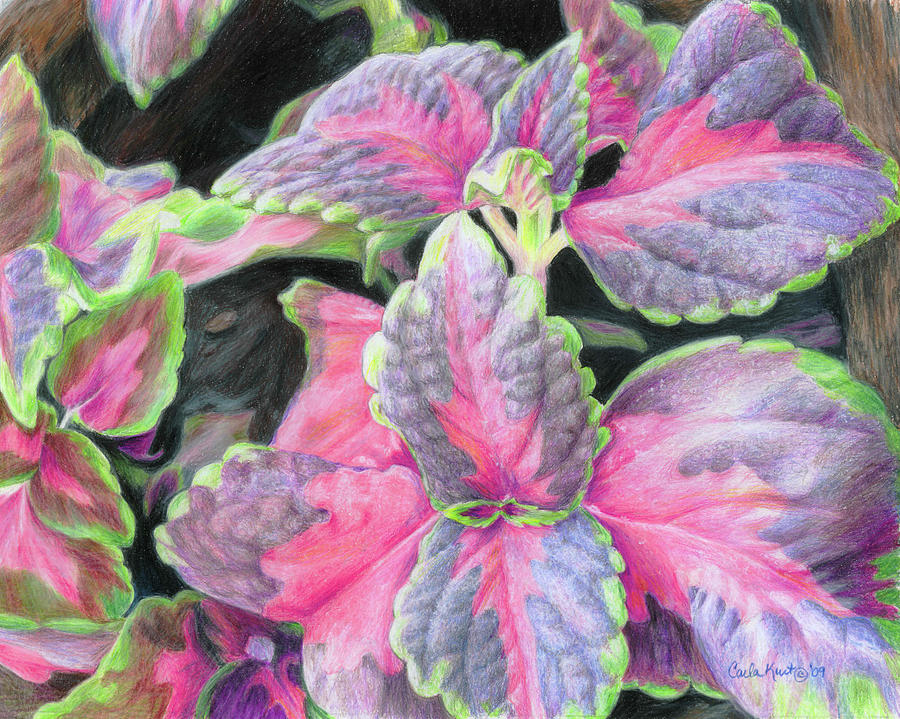 Botanical Painting - Purple Flowering Plant #1 by Carla Kurt