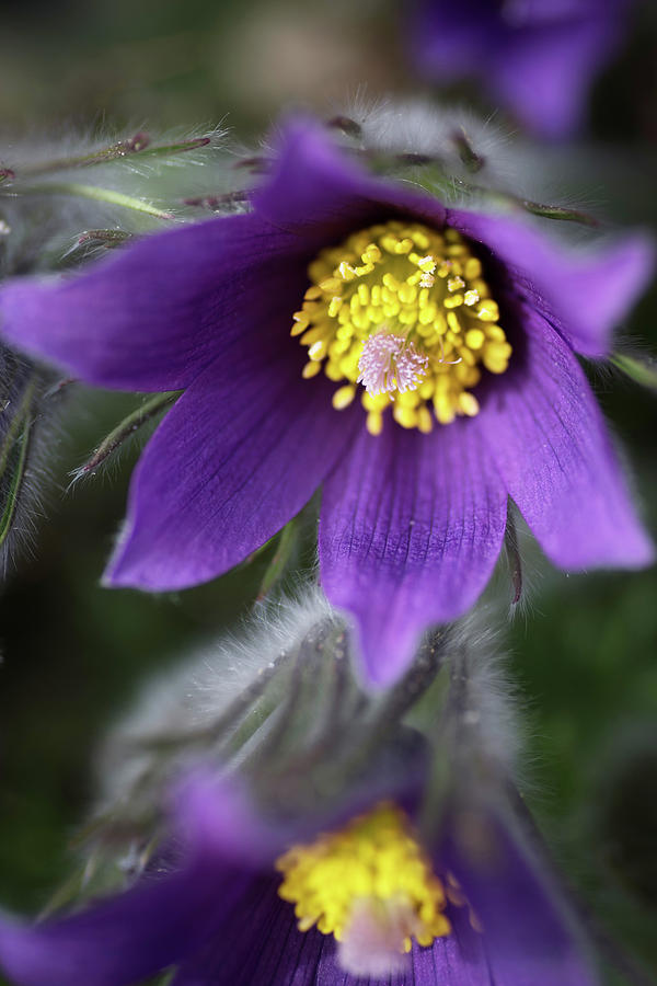 Purple Flowers #1 Photograph by Catherine Lau